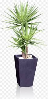 Native to guatemala and southeast mexico, the yucca cane plant enjoys dry environments and bright sunlight. Houseplant Flowerpot Yucca Gloriosa Spineless Yucca Plant Palm Tree Garden Png Pngegg