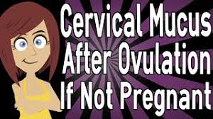 Maybe you would like to learn more about one of these? Cervical Mucus After Ovulation If Not Pregnant Youtube
