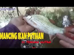 Ikan mas yang terdapat di indonesia merupakan ikan mas yang dibawa dari cina, eropa, taiwan dan jepang. Hobby Hebat Memancing Ikan Putihan Spot Di Tengah Hutan Sgm Part1 Murah Cara Praktis Di Bulan Agustus 2020 Rabab Minangkabau