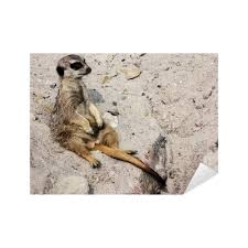 Image result for Cynomys ludovicianus obrázek