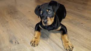 Male i think it is a really cool name for a rottie. 70 Female Rottweiler Dog Names The Paws