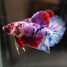 Betta for sale male betta female betta crowntail dumbo ear plakat halfmoon wysiwyg betta fish click here for more about buying pet fish online from us, click here for information about betta. Live Betta Fish Fancy Multi Colors Koi Candy Halfmoon Plakat Hmpk Male 339 Betta Fish Betta Fish
