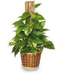 Maintaining Healthy Golden Pothos Plants Is Easy With This Simple Guide To Basic Golden Pothos Housepla Golden Pothos Plant Pothos Plant Flowering House Plants