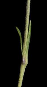 Image result for Silene burchellii