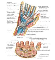 Synovial fluid, produced by the tendon sheath, maintains a barrier of moisture, which protects and lubricates tendons and their. Bursae Spaces And Tendon Sheaths Of Hand Anatomy Pronator Quadratus Muscle Flexor Carpi Radialis Tendon Flexor Re Hand Anatomy Anatomy Upper Limb Anatomy