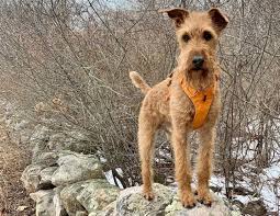 Check spelling or type a new query. Irish Terrier All You Need To Know About The Irish Farming Dog K9 Web