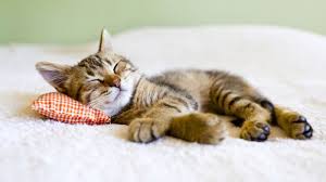 Gambar kucing tidur yang comel. 4 Langkah Atasi Masalah Mengantuk Sewaktu Berpuasa Azhan Co