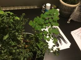 Tips to revive your maidenhair if you have a lot of brown leaves and fronds on your plant, go ahead and cut them away if they have completely dried. Ask A Question Forum Maidenhair Fern Dying Help Garden Org