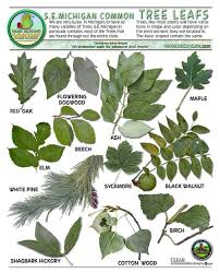 Michigan Dnr Hiking Michigan Michigan Trees Tree Leaf Identification Tree Identification