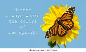 Butterfly Quotes Stock Photos Images Photography Shutterstock
