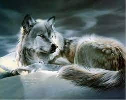We hope you enjoy our growing collection of hd images to use as a background or home screen for your smartphone or computer. White Wolf Anime Wallpaper Wolve Cute Animated Wolf Backgrounds 890x705 Download Hd Wallpaper Wallpapertip