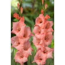 Gladiolus Pandora Pheasant Acre Plants Uk Plants Uk Gladiolus Gladiolus Flower