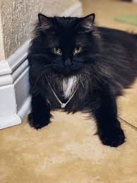 Pin On Majestuoso Gato Prieto Black Cat The Best