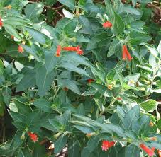 Image result for Lythraceae