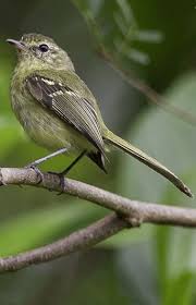 Birds Of A Feather Song Rio Maria Da Restinga Phylloscartes Kronei Willis Oniki 1992 C Joao Quental Restinga Tyrannulet Passaros Animais Brasil