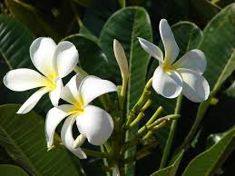 Oricorio's dancing may also derive from the mating dances of some birds. Plumeria Frangipani Hawaiian Lei Flower A To Z Flowers