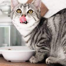 Can cats eat raw eggs? 7 Human Food That Cats Can Safely Eat Popsugar Pets