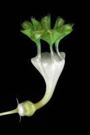 Image result for Ceropegia rendallii