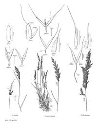 Image result for Polypogon