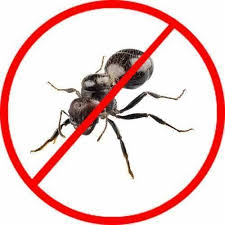 Finding ants in the home is very common. Yearly Black Ants Pest Control Service Rashtriya Chemical Herbal Pest Control Service Id 21356559073