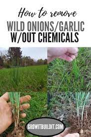 Wild Onion Grass Wild Garlic Identification And Control Growit Buildit