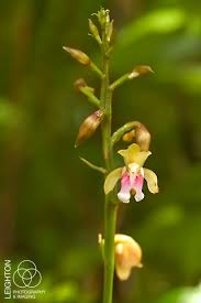 Image result for Oeceoclades maculata