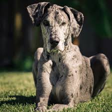 And to act as a guide for judges. The Problem With Merle Coat Patterns In Dogs