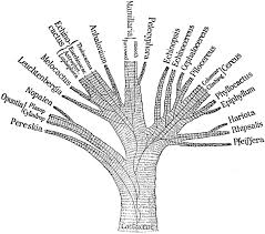 Half hidden by a growth of cactus and tangled vines, yawned a dark cavernous hole. The Study Of Cactus Evolution The Pre Dna Era