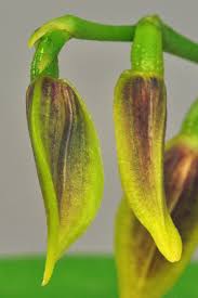 Image result for Bulbophyllum sp. nov