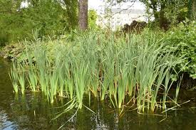 Image result for Typha