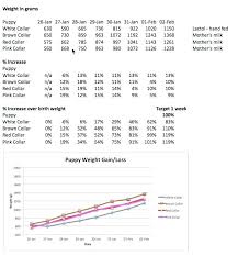 Golden Retriever Puppy Growth Chart Pictures