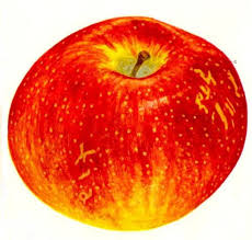 Apple trees from stark bro's. The Heirloom Apple Orchard The Jentsch Lab