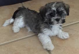 The havanese puppies for sale at royal flush havanese florida, 13790 treeline avenue, ft. Coco Cabana Havanese Havanese Puppy Breeders Since 2001 Havanese Puppies For Sale Havanese Dog Breeders Havanese Pups Daisy Dog Havanese Breeders Havanese