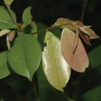 Image result for Stanfieldiella imperforata