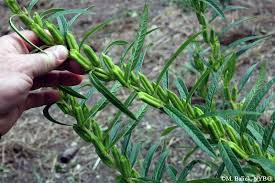 Image result for Sesamum