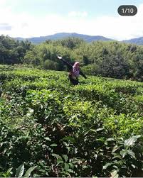 * lawatan ke ladang teh sabah. Nour Adieb