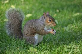 4.5 out of 5 stars (12) $ 39.23. Squirrel In Thick Green Grass Holding A Nut Photograph By Dejavu Designs