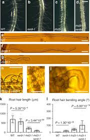 Most blanca flor hotels offer free cancellation. Armadillo Repeat Kinesin1 Interacts With Arabidopsis Atlastin Rhd3 To Move Er With Plus End Of Microtubules Nature Communications
