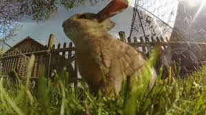 Kinder assoziieren ostern mit einem ganz besonderen tier: Frohe Ostern Susse Junge Hasen Im Garten Youtube