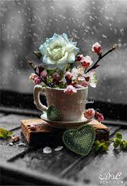 صور ورود 2020 اجمل صور زهور احلى صور ورود جميلة زينه beautiful flowers color splash photography pretty flowers