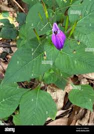 Image result for Brillantaisia madagascariensis