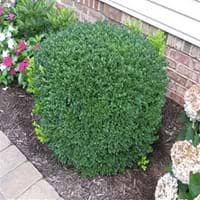 scientific classification of green velvet boxwood