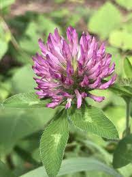 Red Clover Trifolium Pratense Clover Plant Plant Fungus Medicinal Plants