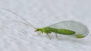 Maybe you would like to learn more about one of these? Pest Advice For Controlling Lacewing