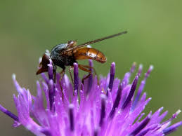 Image result for Raphia rostrata