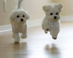 Check spelling or type a new query. Maltese Puppies For Sale Puppies Ae