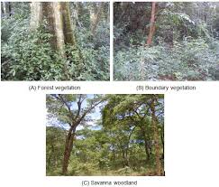 Image result for Tannodia swynnertonii