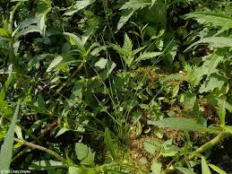 Image result for Schoenoplectiella