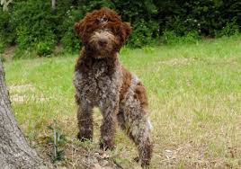 Spanish Water Dog Breed Information And Characteristics
