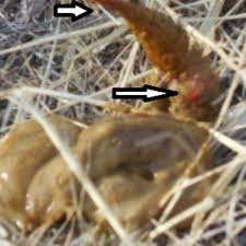 Intestinal parasites (worms) can cause it too. Dog Word Of The Day Hematochezia Dog Discoveries